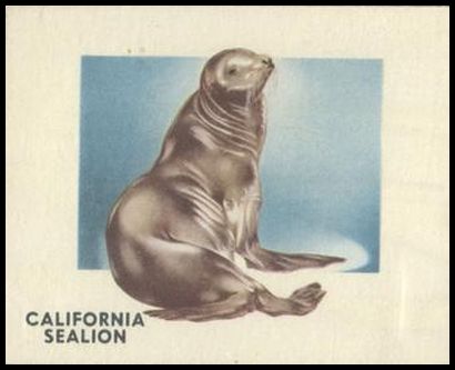 144 California Sea Lion